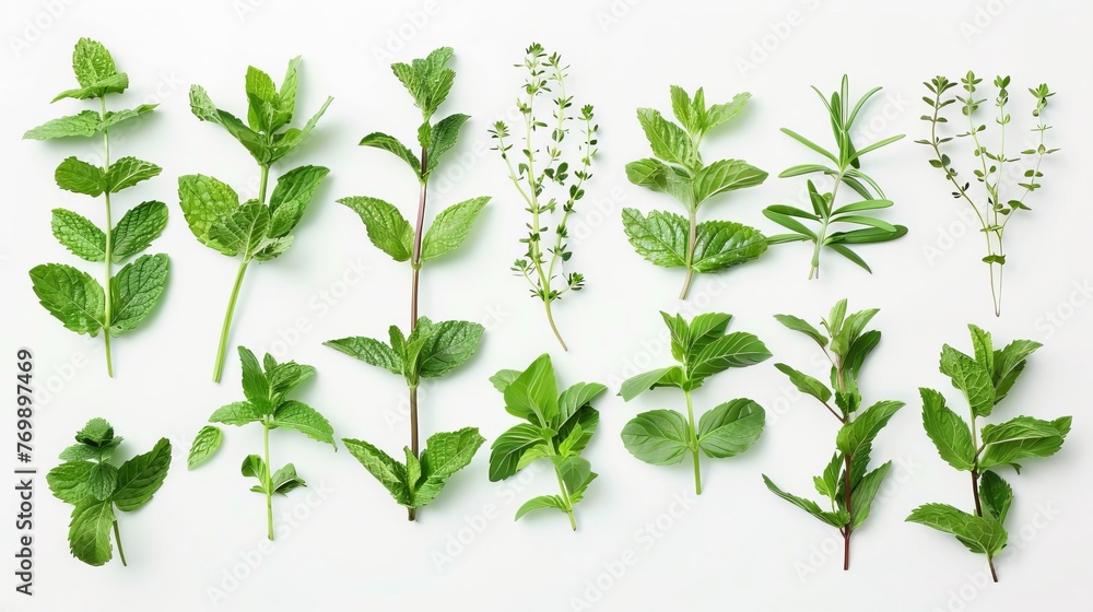 Fototapeta premium Assorted fresh mint leaves and branches on white background, culinary herbs composition, top view