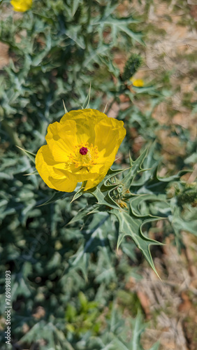 yellow, rose, flower, blossom at the beach | Blühender Gelber Mohn | Dicranostigma franchetianum | A picture of flower | Villous Cinquefoil | Potentilla villosa | at Chowiet Island, California, state, photo