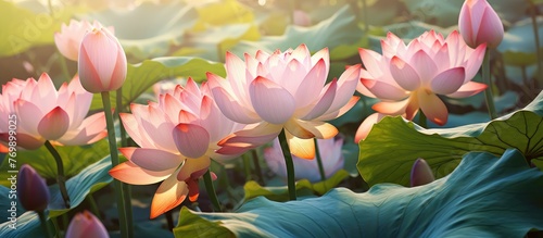 A cluster of pink lotus flowers, a beautiful flowering plant, bloom in a serene pond creating a picturesque natural landscape
