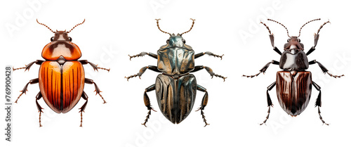Set of beetles isolated on a white or transparent background. Brown and orange beetles, close-up, top view. Insect theme graphic design element. © AGSOL