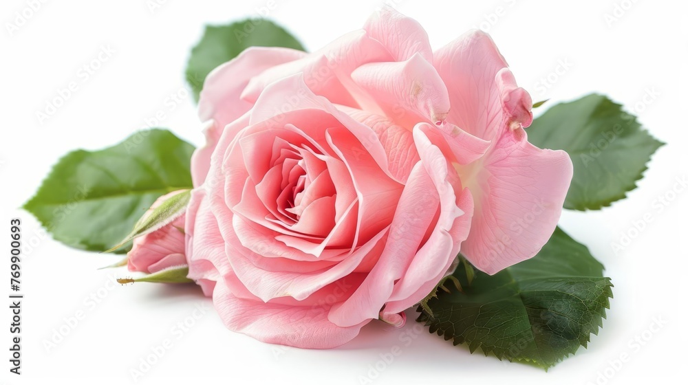 Delicate pink rose flower with soft petals and green leaves, isolated on pure white, studio shot Delicate pink rose flower with soft petals and green leaves, isolated on pure white, studio shot
