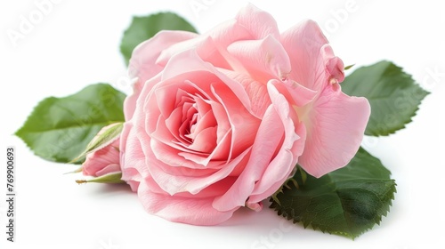 Delicate pink rose flower with soft petals and green leaves, isolated on pure white, studio shot