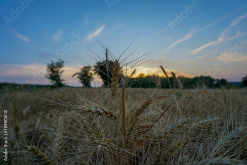 sunset in the field