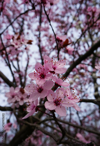pink cherry blossom