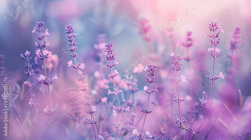 lavender flowers in a field