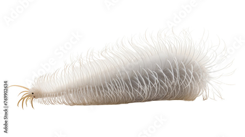 Horsehair Worm Close-Up on transparent background photo