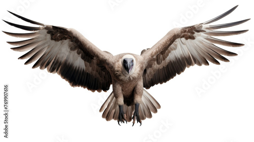 Majestic Vulture Shot on transparent background
