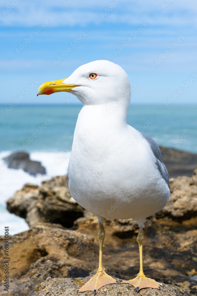 Beautiful seagull closeup at the seaside. Biarritz, France. Beautiful seagull closeup at the seaside. Biarritz, France.