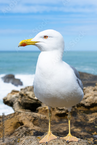 Beautiful seagull closeup at the seaside. Biarritz, France.