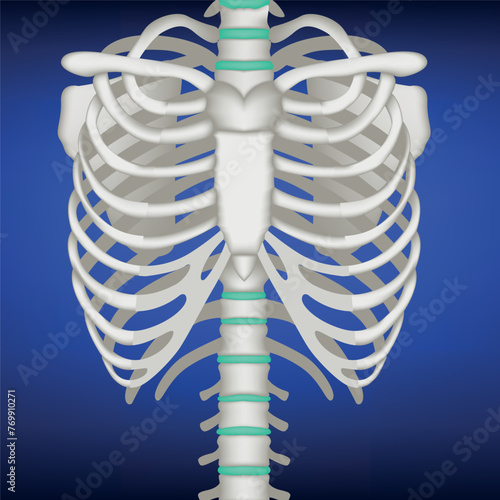 Realistic 3D illustration of human ribs, chest on a blue background. Vector, medical poster