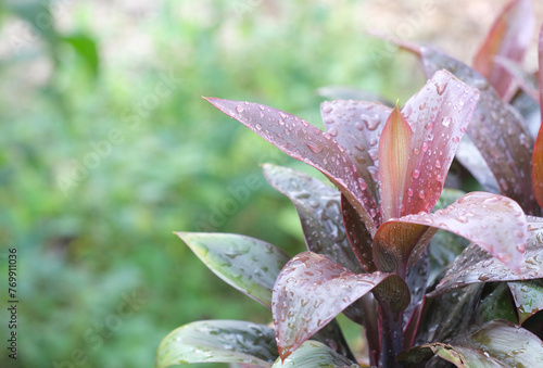 Water drops on the top of a red tree with a blurred green background