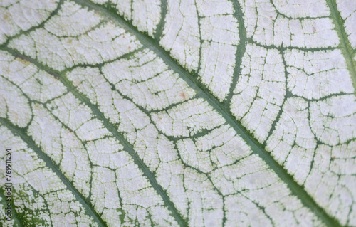 Abstract green leaf texture, Leaves background