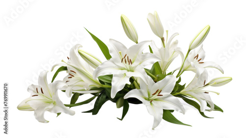Isolated Lily Blossom on transparent background.