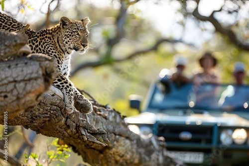 Tourists watching wild leopard walking in african savannah. AI generated illustration