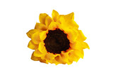 Beautiful real yellow and orange sunflower flower isolated over white background with clipping path included.