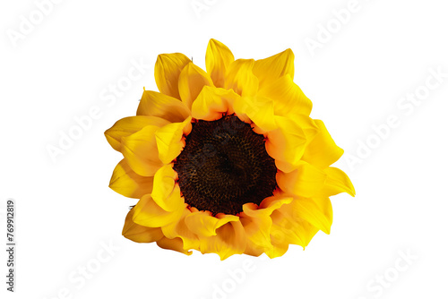 Beautiful real yellow and orange sunflower flower isolated over white background with clipping path included.