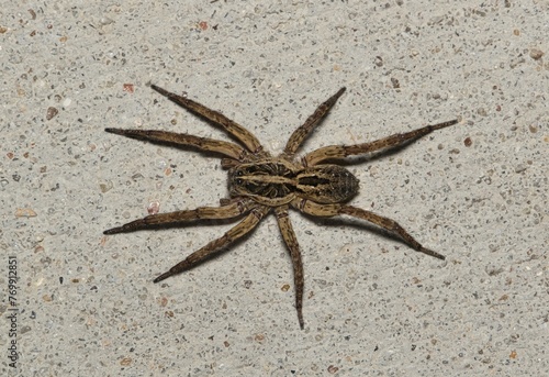 Wolf spider (Schizocosa avida) on concrete sidewalk dorsal view, nature arachnids pest control concept.