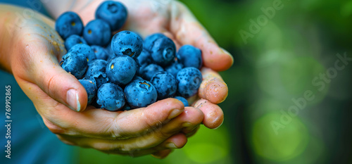 gardener hands holding a handful of organic blueberries, healthy food harvest fresh