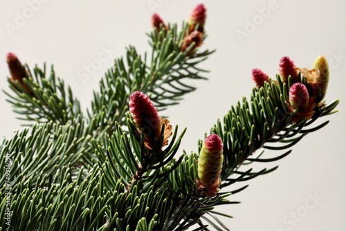 blossoming spruce tree with small,red cones