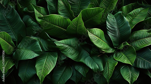 Tropical leaves background. Monstera Deliciosa leaves background. Tropical Leaf Patterns