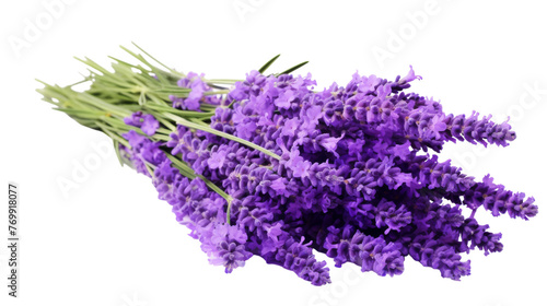 Fragrant Lavender Alone on transparent background
