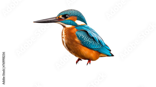 Isolated Kingfisher Image on transparent background