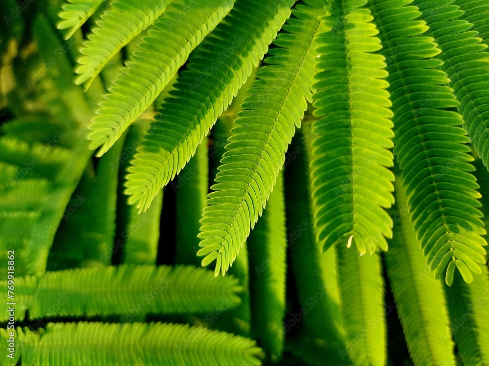 abstract green leaf texture, Climbing Wattle, Acacia, Cha-om leaves background, nature background, tropical leaf abstract green leaf texture, Climbing Wattle, Acacia, Cha-om leaves background, nature background, tropical leaf