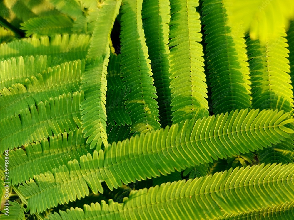 abstract green leaf texture, Climbing Wattle, Acacia, Cha-om leaves background, nature background, tropical leaf abstract green leaf texture, Climbing Wattle, Acacia, Cha-om leaves background, nature background, tropical leaf