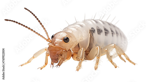 Springtail Close-Up on transparent background