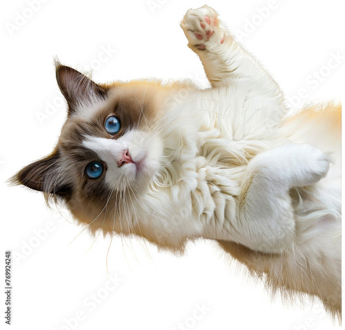 White Cat With Blue Eyes Laying on Back. Transparent Background PNG © LUPACO PNG
