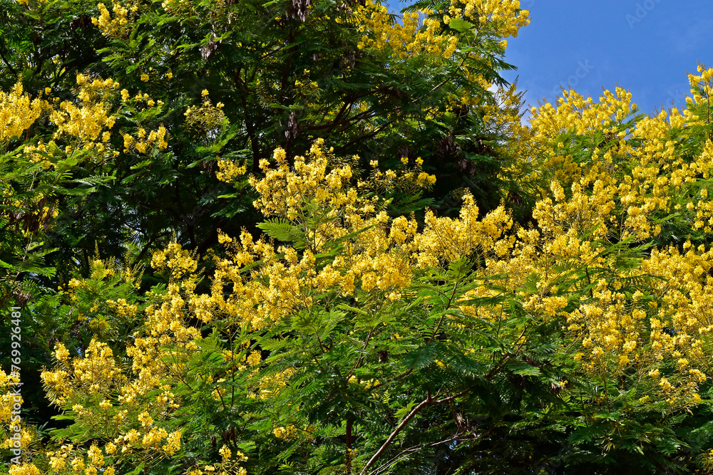 Obraz premium Yellow flowers on tree (Peltophorum dubium), Ribeirao Preto, Sao Paulo, Brazil