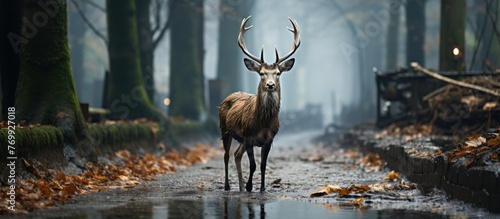 Deer standing on the road near the forest on a misty © GoDress