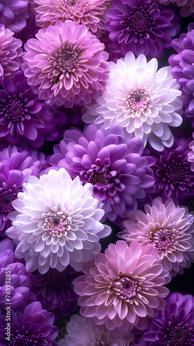 Various colors and types of purple and white chrysanthemum flower photo
