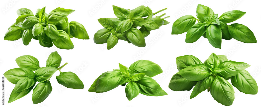 Set of fresh basil leaves cut out Set of fresh basil leaves cut out