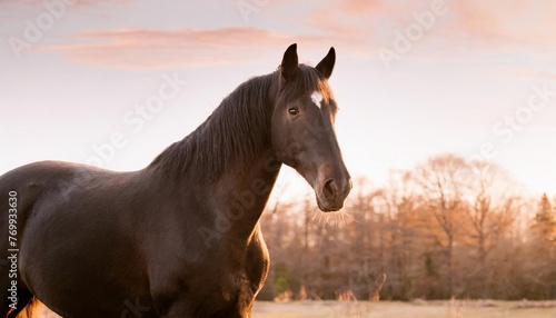 black horse isolated on background © Joseph