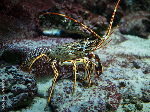 A lobster on a rock in the ocean