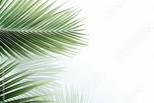 two palm leaves on a white background