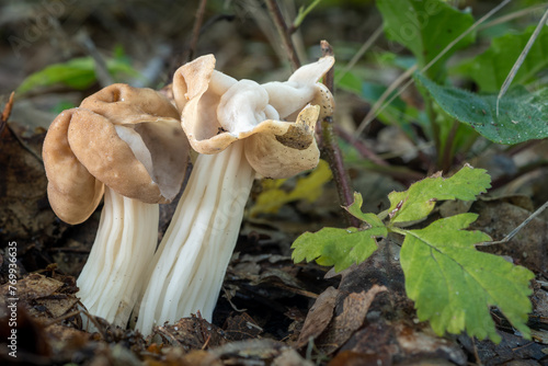 Helvella crispa, also known as the white saddle, elfin saddle or common helvel, in deciduous forest photo