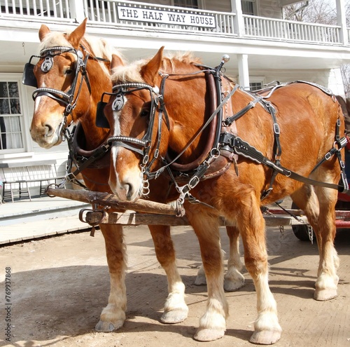 Two working horses harnessed to a cart photo