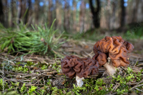 Two poisonous false morels (Gyromitra esculenta) with pine forest in the background