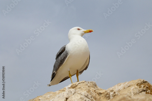 seagull on a rock close-up