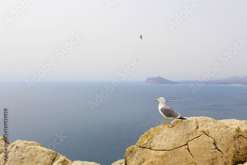 seagulls on the rocks and the sea in the background