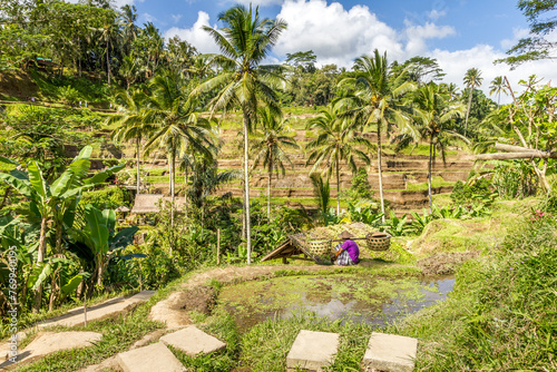 Tegallalang Rice Terrace, Bali, Indonesia