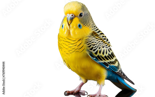 A yellow and blue parakeet perches gracefully on a table, displaying its vibrant colors