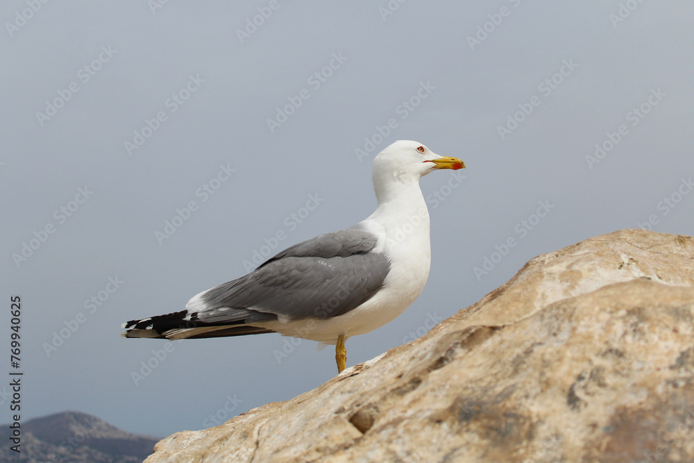 Naklejka premium seagull on the rock