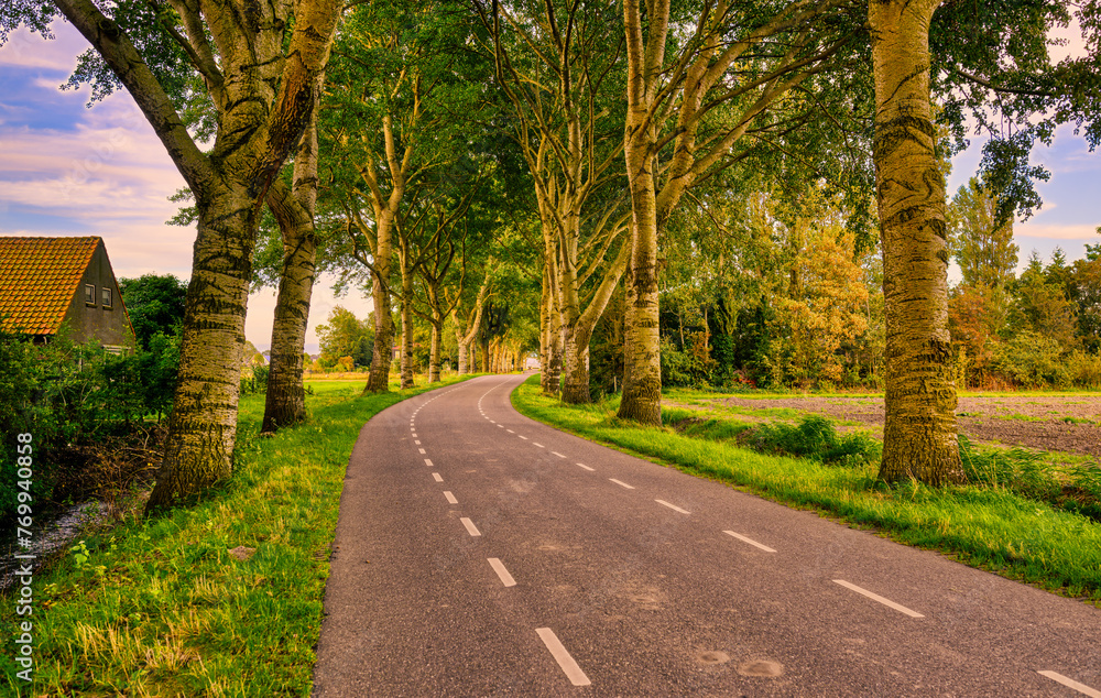 Fototapeta premium Honor guard of trees along a country road in Holland.