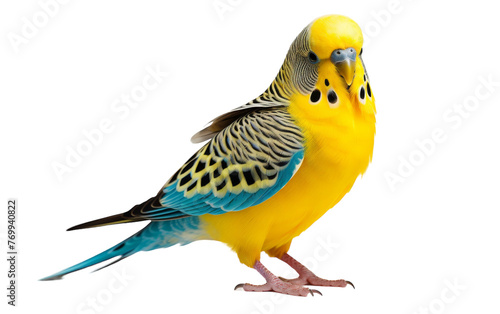 A vibrant yellow and blue parakeet stands gracefully on a clean white background