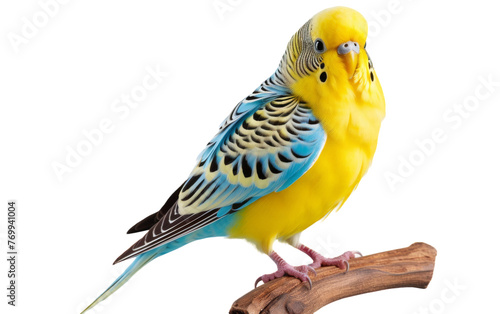 A vibrant yellow and blue parakeet perched gracefully on a branch