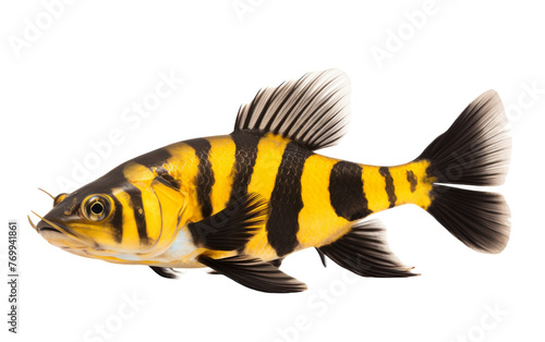 A vibrant yellow and black striped fish swims gracefully against a pristine white backdrop