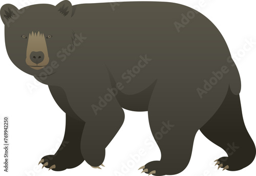 Color vector illustration of black bear standing, walking, side view. Wild animal isolated on white background. Wildlife of North America. © Anastasiia Neibauer